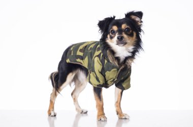küçük chihuahua köpek haki ceket ayakta Studio tam uzunlukta 