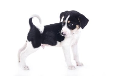 siyah ve beyaz tam uzunlukta küçük köpek yavrusu benekli beyaz studio 