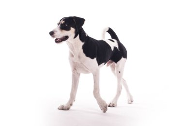siyah ve beyaz benekli köpek studio yürüme tam uzunlukta 