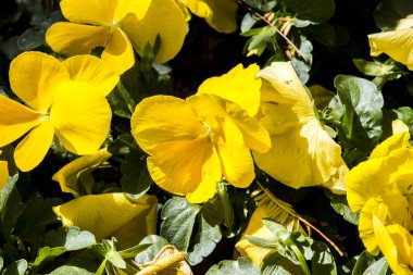 Portre sarı çiçek çiçekler ile yeşil bitkilerin