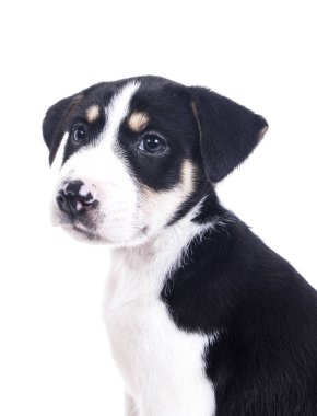 siyah ve beyaz beyaz studio, hayvan portre sevimli küçük köpek yavrusu benekli 