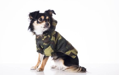 haki ceketli stüdyoda oturan küçük chihuahua köpek tam uzunlukta 
