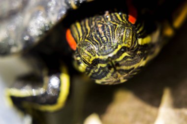 Kaplumbağa terrapin su, closeup vurdu
