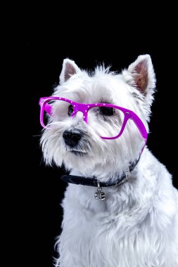 küçük beyaz Roseneath korkunç köpek mor gözlüklü Studio