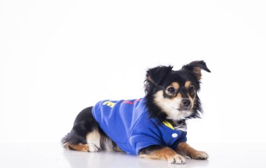 studio ve beyaz yüzeyinde yalan Mavi ceketi giyen küçük chihuahua köpek 
