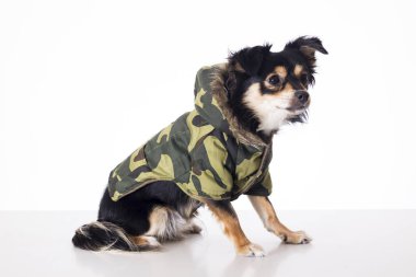 haki ceketli stüdyoda oturan küçük chihuahua köpek tam uzunlukta 
