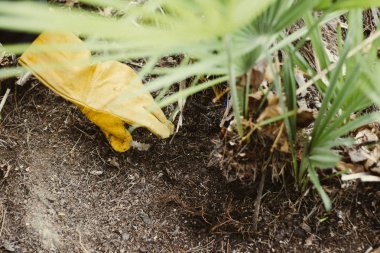 Portre erkek bahçıvan gündüz yeşil bitkiler ile çalışma