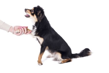 itaatkar küçük chihuahua köpek Studio, köpek pençe tutan kadın oturuyor