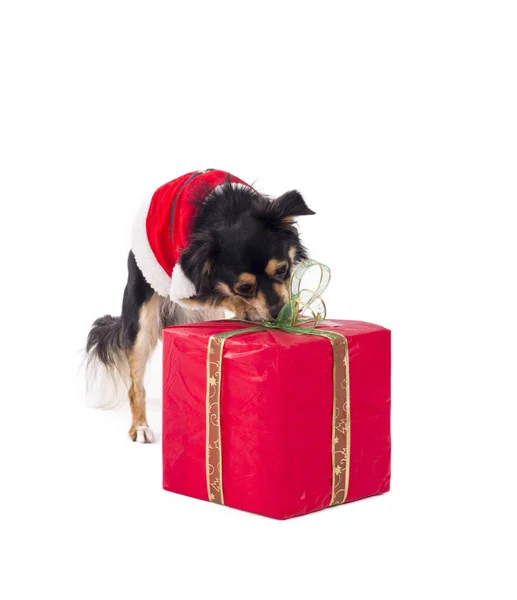 Kis Chihuahua Kutya Santa Záradék Ruha Kabát Piros Négyszög Szalaggal — Stock Fotó