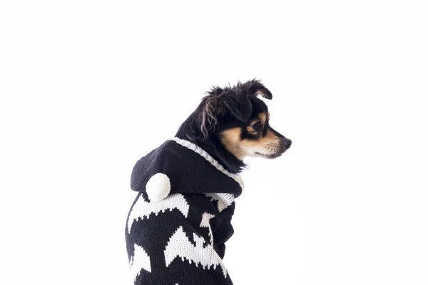 Back View Little Chihuahua Dog Wearing Black White Sweater Sitting — Stock Photo, Image