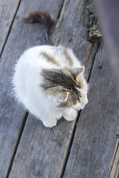 แมวป เทาส ขาวบนพ นไม — ภาพถ่ายสต็อก