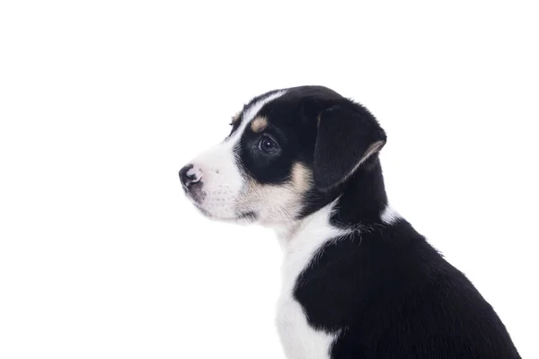 Cachorrito Lindo Manchado Blanco Negro Estudio Blanco Retrato Animal — Foto de Stock