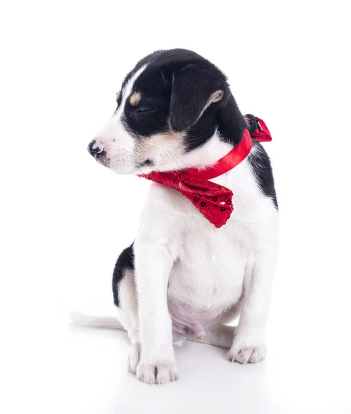 Χαριτωμένο Μικρό Κουτάβι Σκυλί Κόκκινο Φιόγκο Στο Λαιμό Λευκό Στούντιο — Φωτογραφία Αρχείου