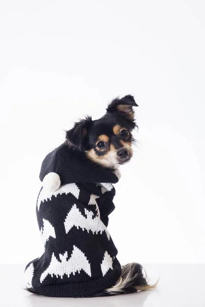 Back View Little Chihuahua Dog Wearing Black White Sweater Sitting — Stock Photo, Image