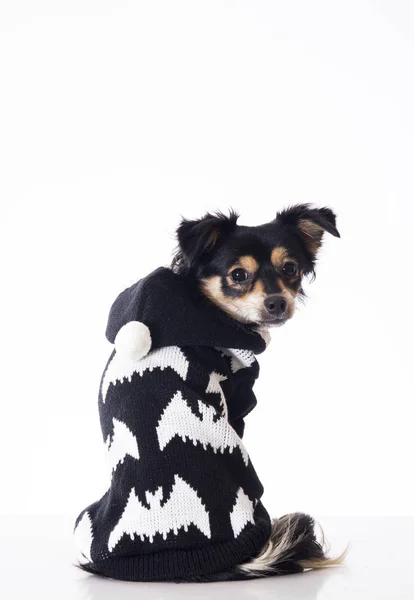 Vista Posteriore Del Piccolo Cane Chihuahua Che Indossa Maglione Bianco — Foto Stock