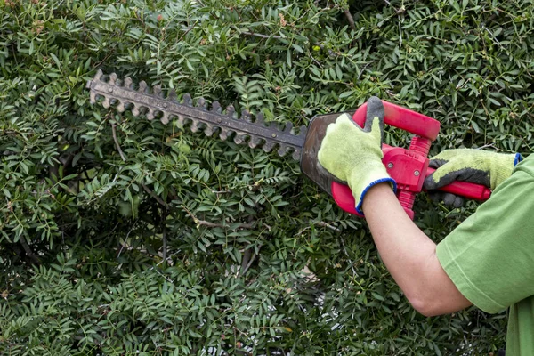Vista Parcial Homem Jardineiro Que Trabalha Com Planta Arbusto Verde — Fotografia de Stock