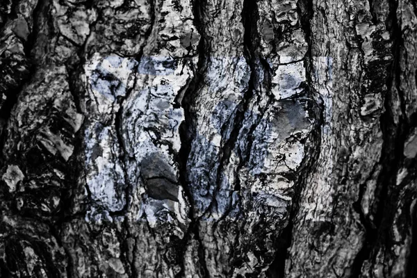 Holzoberfläche Hintergrund Baumrinde Mit Farbe — Stockfoto