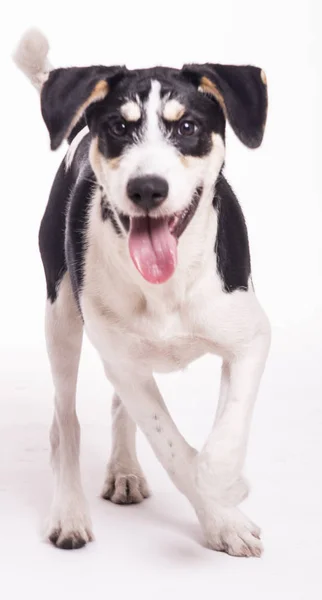 Полная Длина Выгула Черно Белой Пятнистой Собаки Студии — стоковое фото
