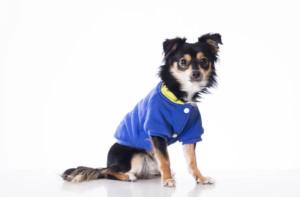 Kis Chihuahua Kutya Viselt Kék Kabát Stúdió — Stock Fotó