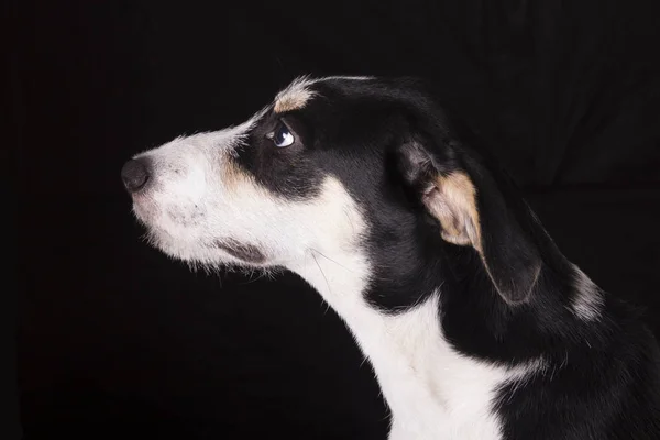 Αξιολάτρευτο Σκυλί Πορτρέτο Στο Στούντιο Που Απομονώνονται Μαύρο Φόντο — Φωτογραφία Αρχείου