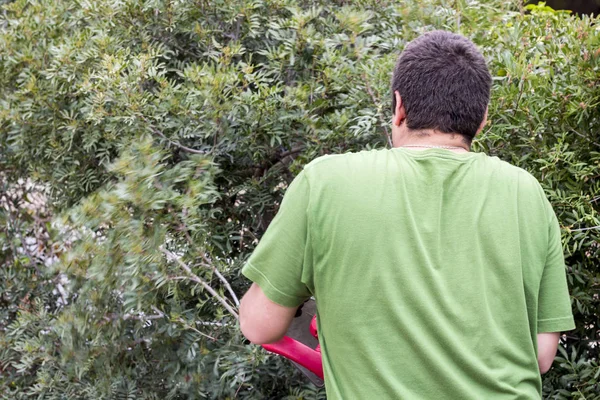 back view of gardener man cutting green bush plant outdoors