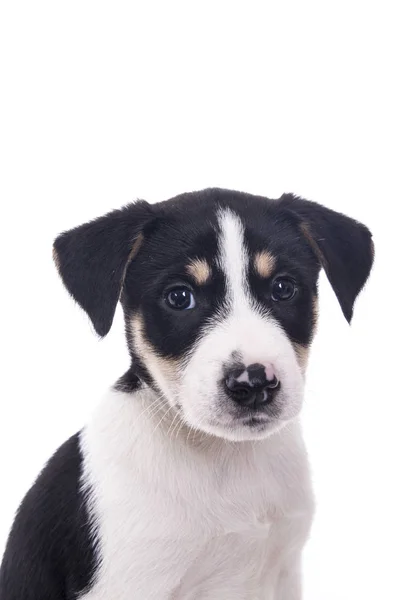 Cute Little Puppy Dog White Studio Animal Portrait Stock Picture