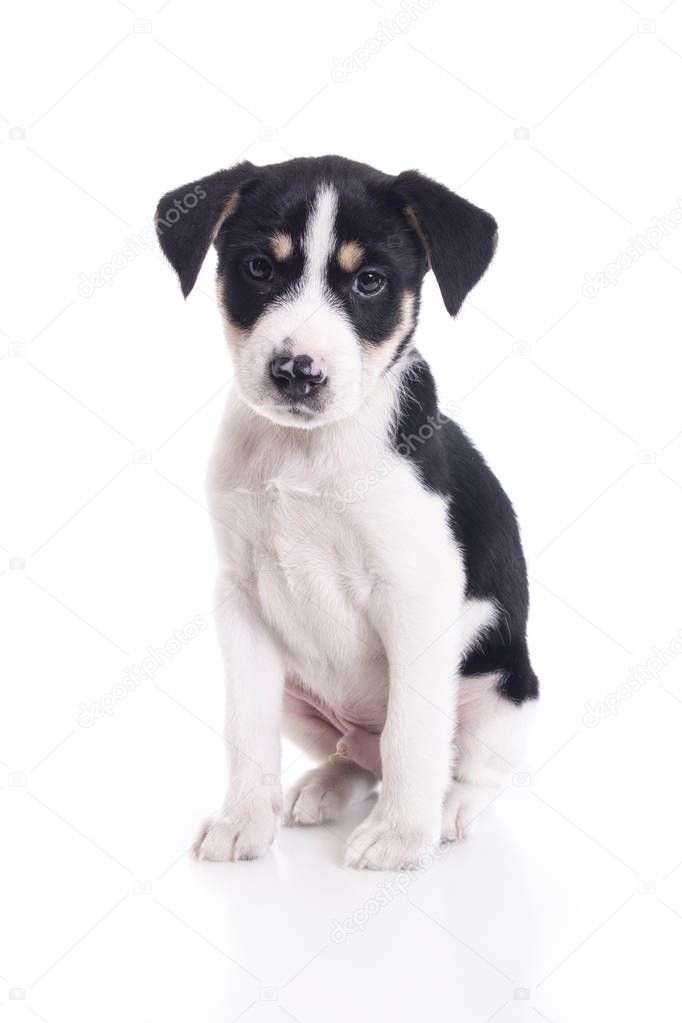 full length of black and white spotted little puppy dog sitting in white studio 