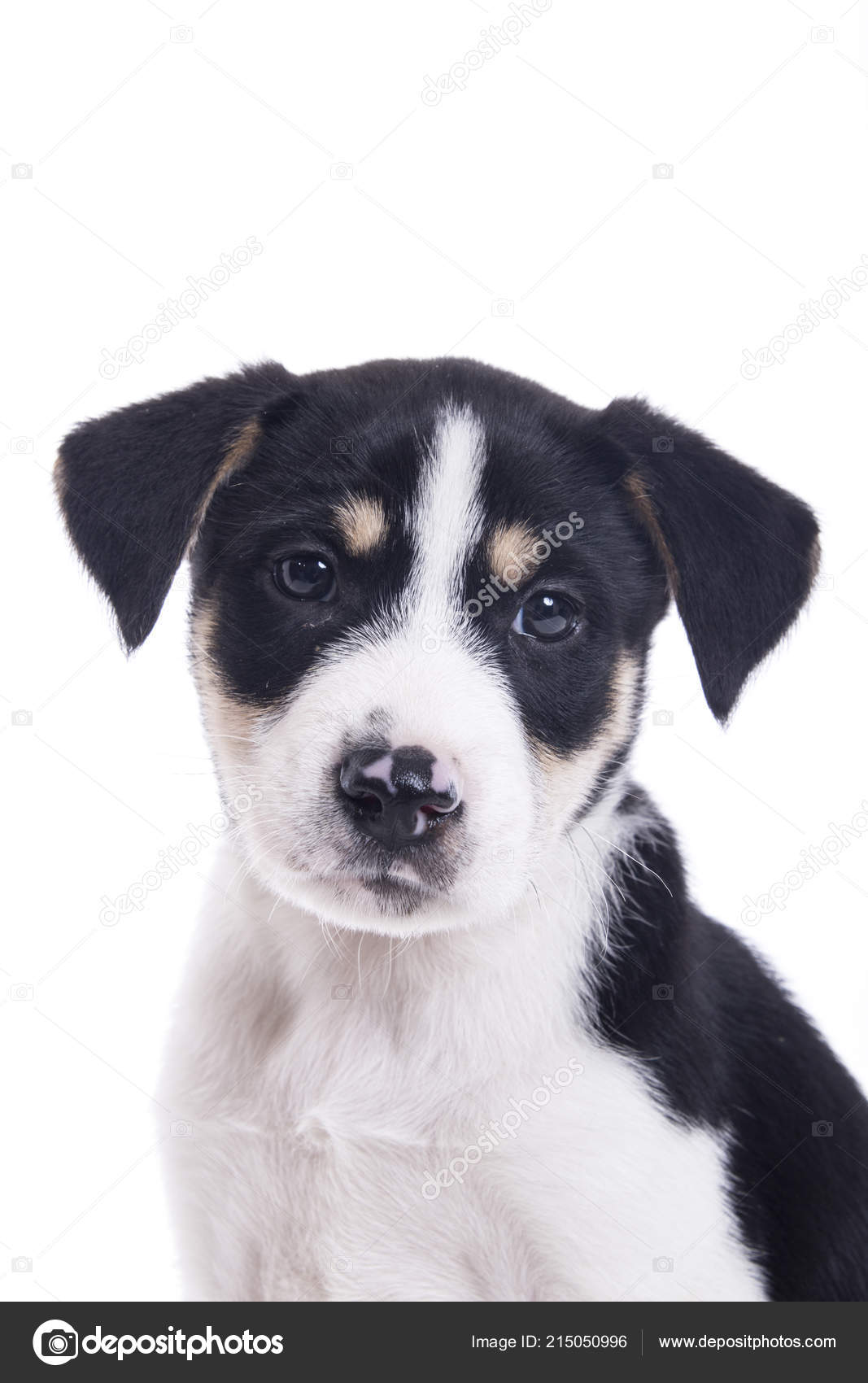 Mignon Petit Chien Chiot Blanc Studio Portrait Animaux