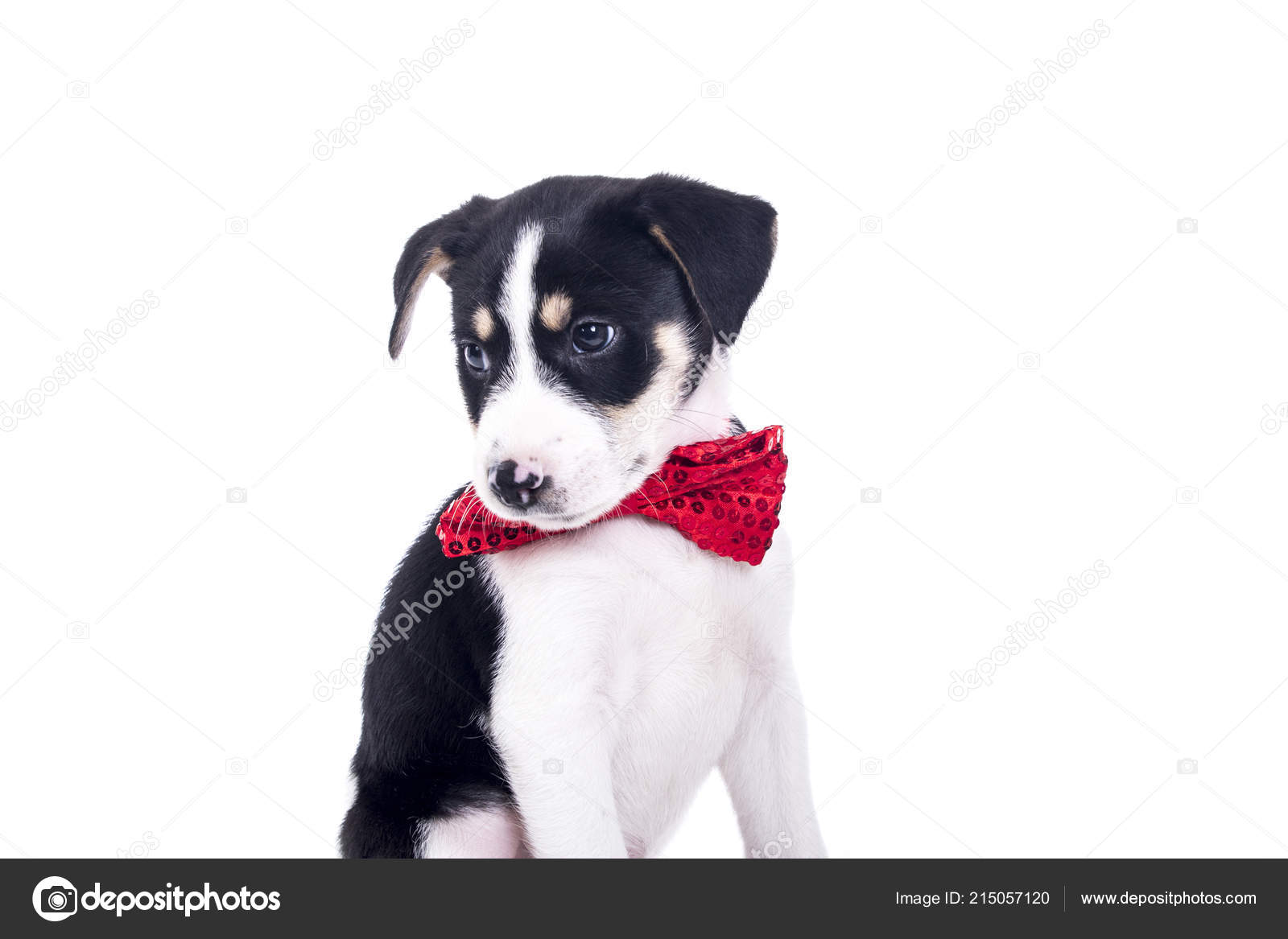 puppy with red bow