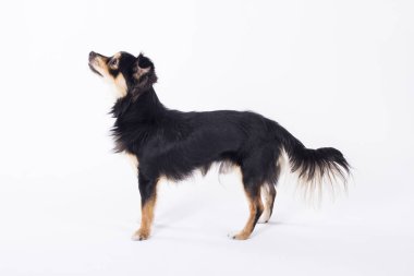 sevimli küçük chihuahua köpek duran beyaz arka plan üzerinde izole Studio tam uzunlukta
