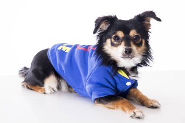 mavi ceket ve beyaz yüzeyinde yalan küçük chihuahua köpek 