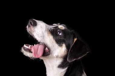 sevimli köpek portre Studio ararken 