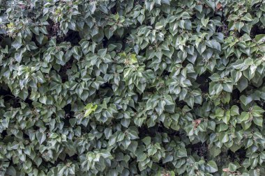 yeşil yaprakları arka plan, tam kare