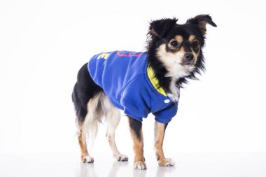 studio mavi ceket küçük chihuahua köpek 