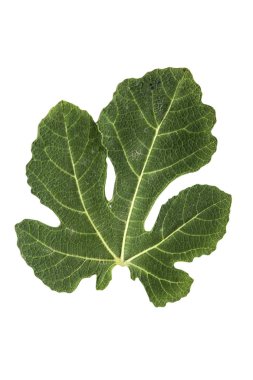 Beyaz arkaplanda yeşil yaprak izole edildi 