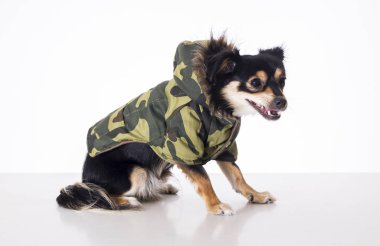 haki ceketli stüdyoda oturan küçük chihuahua köpek tam uzunlukta 