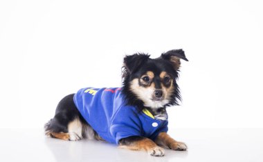 studio ve beyaz yüzeyinde yalan Mavi ceketi giyen küçük chihuahua köpek 