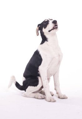 siyah ve beyaz benekli köpek studio ve ararken oturan tam uzunlukta