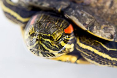 Kaplumbağa terrapin su, closeup vurdu