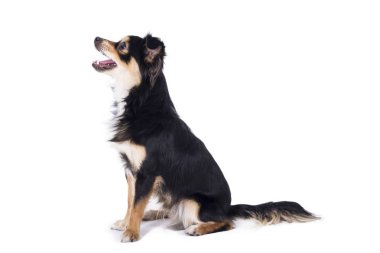 sevimli küçük chihuahua köpek beyaz arka plan üzerinde izole Studio tam uzunlukta