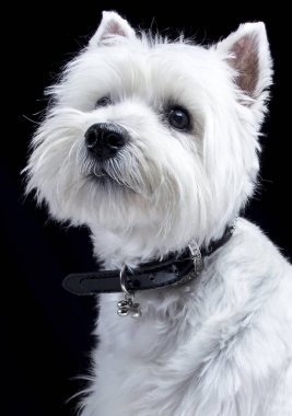 küçük beyaz Roseneath Terrier köpek Studio 