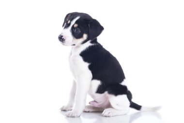 siyah ve beyaz tam uzunlukta beyaz stüdyoda oturan küçük köpek yavrusu benekli 