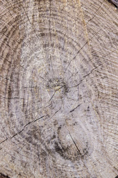 木の幹の軽い茶色の木の表面 — ストック写真