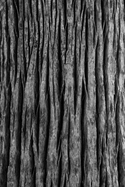 Casca Árvore Fundo Vertical — Fotografia de Stock
