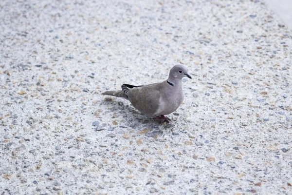 野外を歩いている道路に 羽のハト鳥 — ストック写真