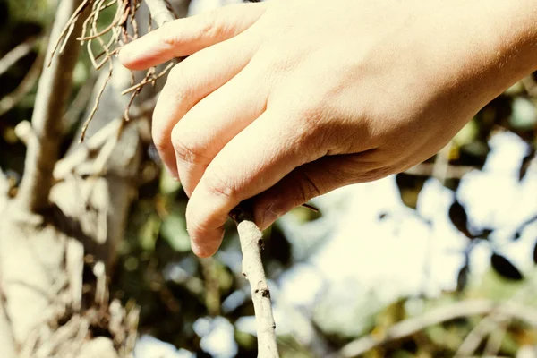 Closeup Male Gardener Working Green Plants Daytime — Stock Photo, Image