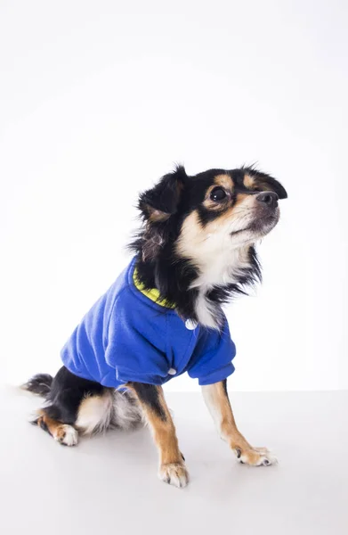 小吉娃娃狗穿着蓝色夹克在演播室 — 图库照片