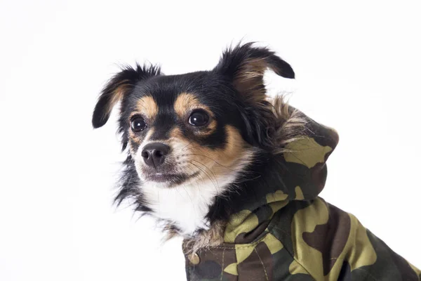 吉娃娃狗穿着军用彩色夹克在工作室 — 图库照片