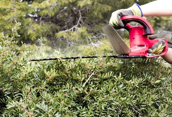 adam açık havada yeşil çalı bitki ile çalışma ve fırça kesici kullanarak kısmi görünümü