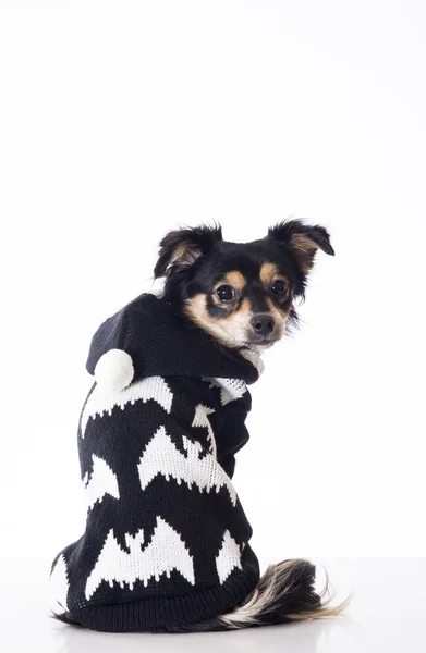 Arkadan Görünüşü Siyah Beyaz Kazak Giyen Stüdyoda Oturan Küçük Chihuahua — Stok fotoğraf